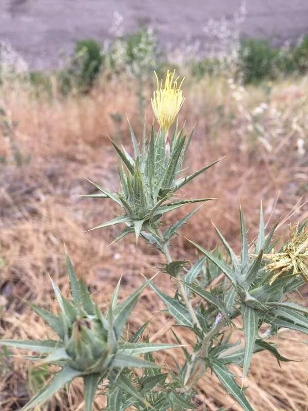 Sivun Carthamus lanatus subsp. lanatus kuva