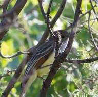 صورة Myiarchus tyrannulus (Müller & Pls 1776)