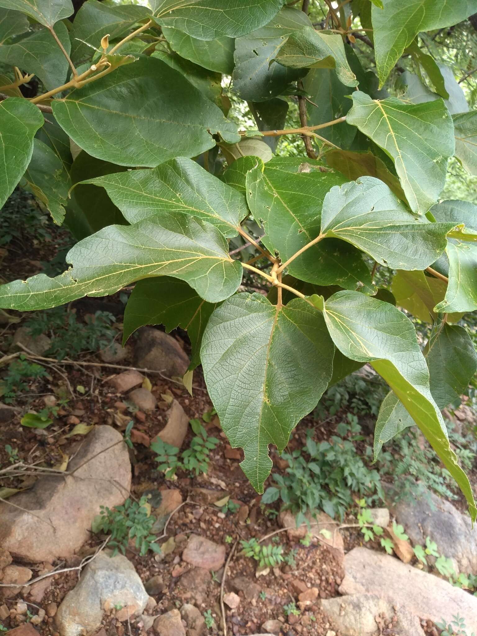 Imagem de Premna tomentosa Willd.