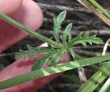 Sivun Verbena neomexicana (A. Gray) Briq. kuva