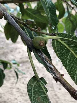 Image of Ficus opposita Miq.