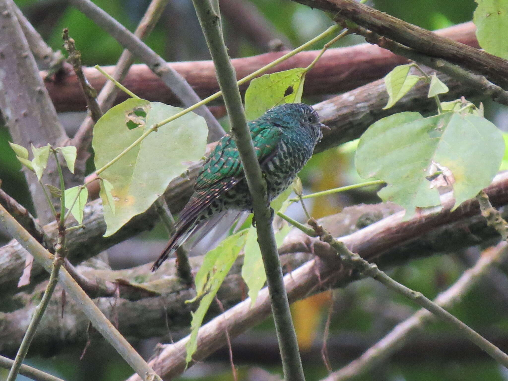 Image of African Emerald Cuckoo