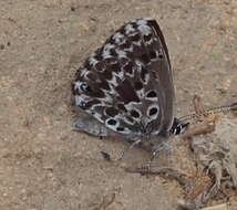 Image of Lepidochrysops robertsoni Cottrell 1965