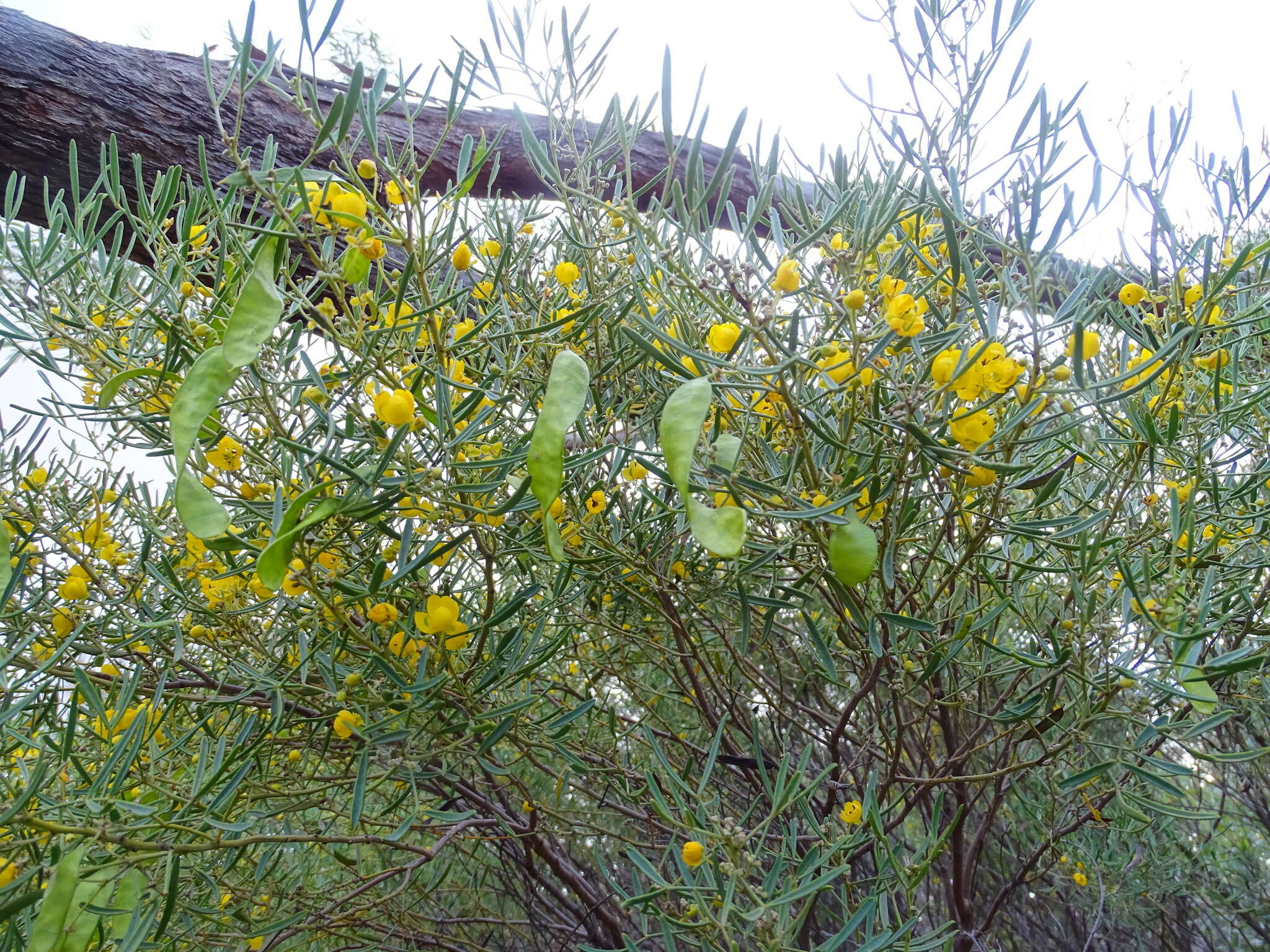 Image of Senna artemisioides subsp. zygophylla