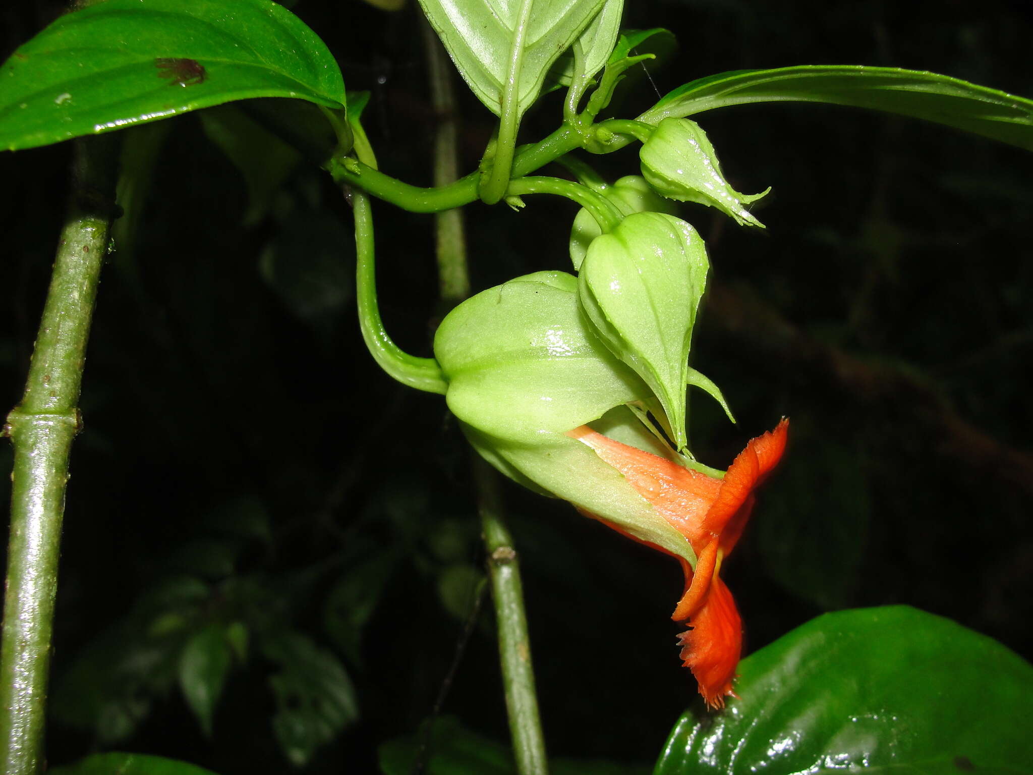 Image de Drymonia rubra C. V. Morton