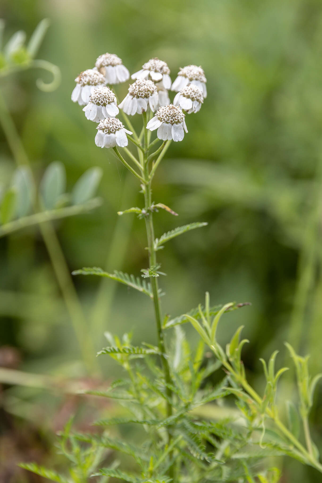 Sivun Achillea impatiens L. kuva