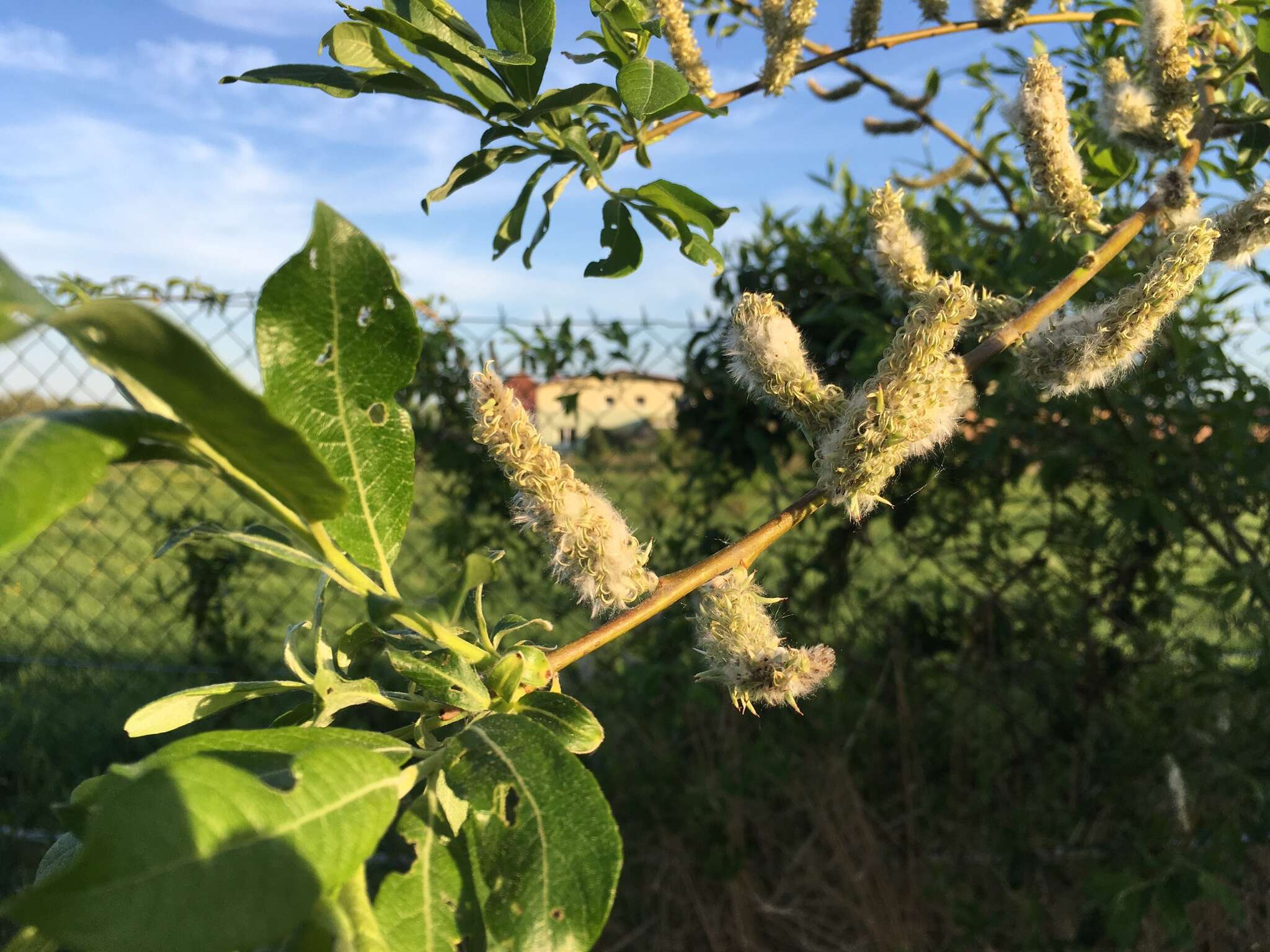 Image of goat willow