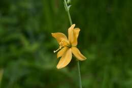 Image of Echeandia skinneri (Baker) Cruden