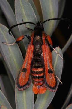 Image de Chamaesphecia anthraciformis Rambur 1832