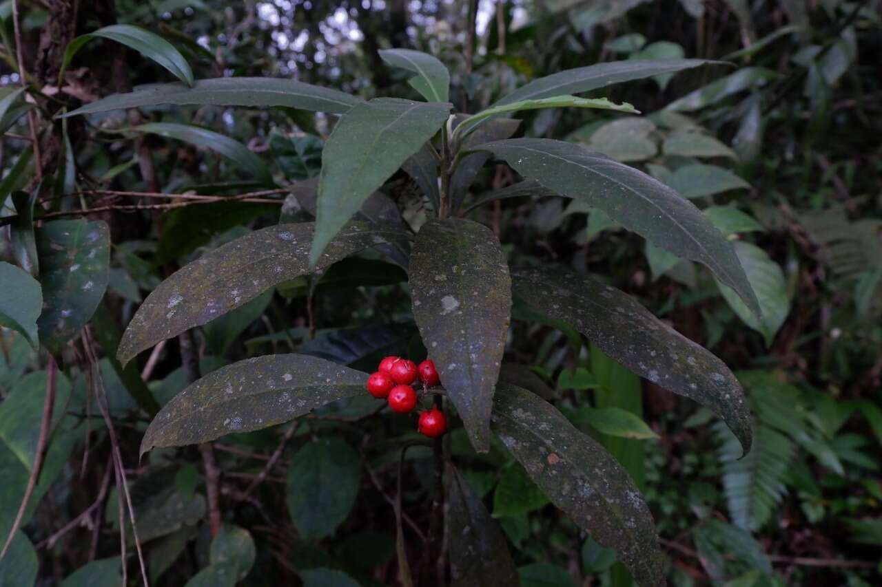 Image of Ardisia villosa Roxb.