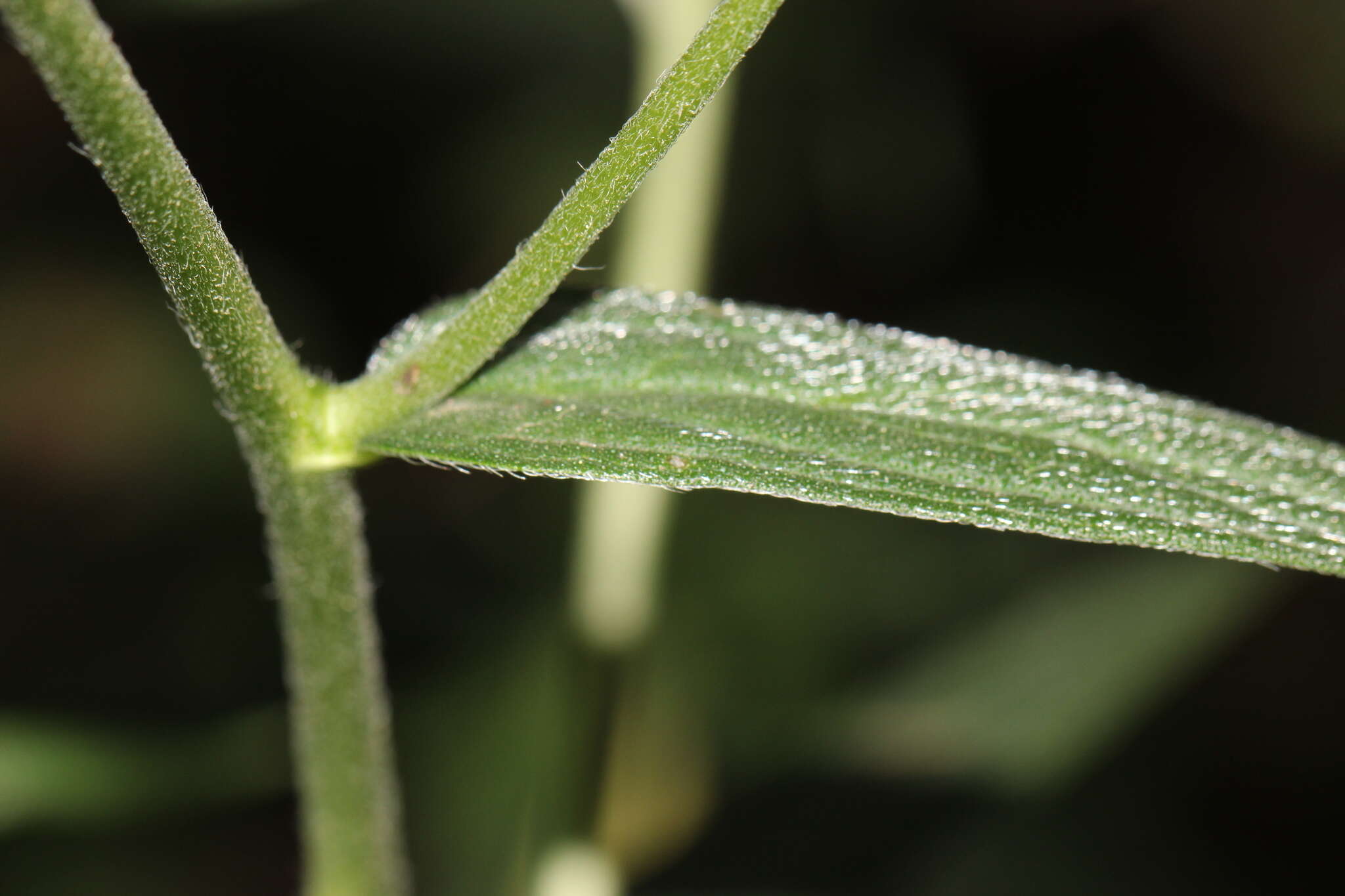 Lithospermum rzedowskii J. I. Cohen resmi