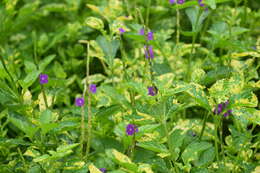 Image of Stachytarpheta indica (L.) Vahl