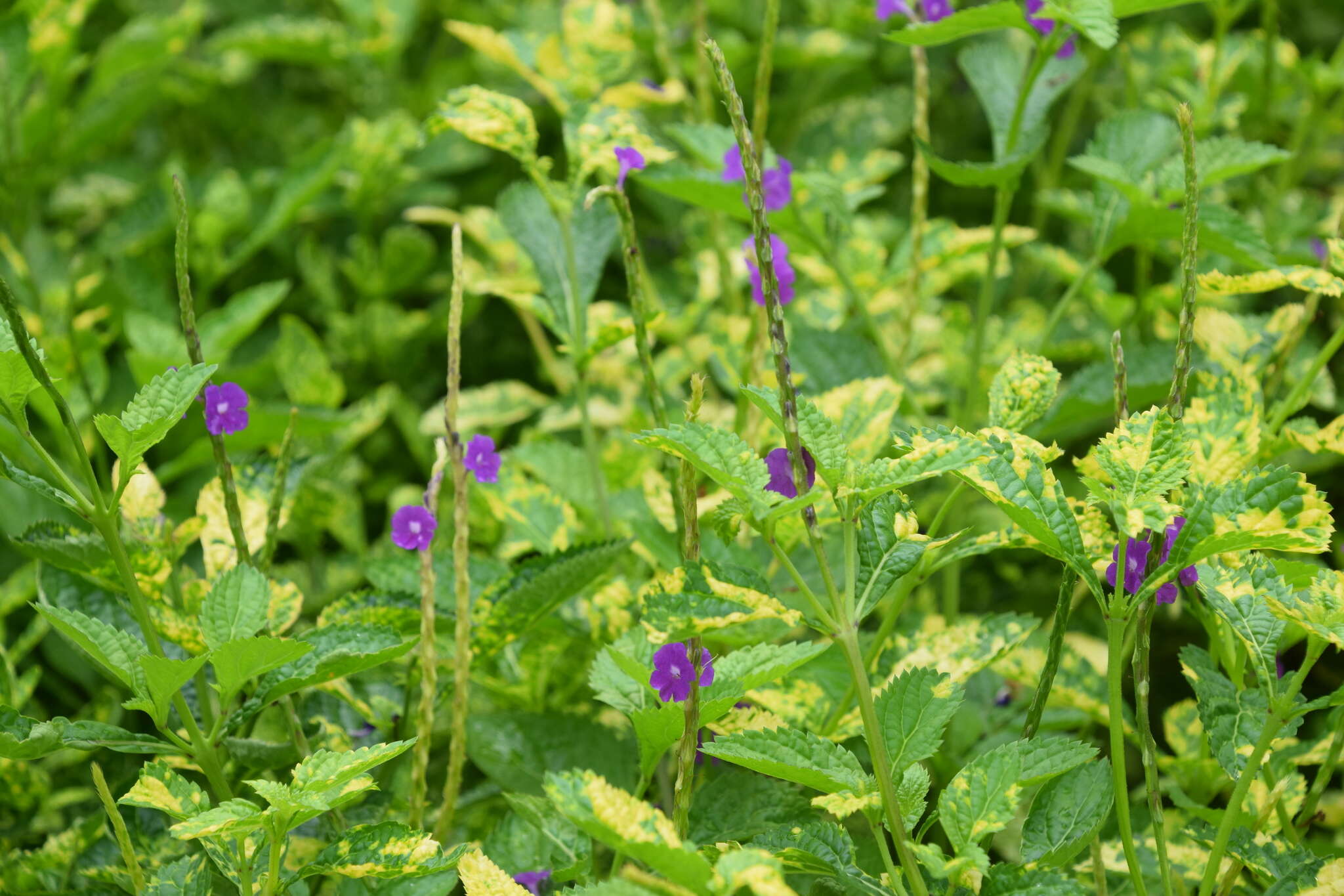 Image of Stachytarpheta indica (L.) Vahl