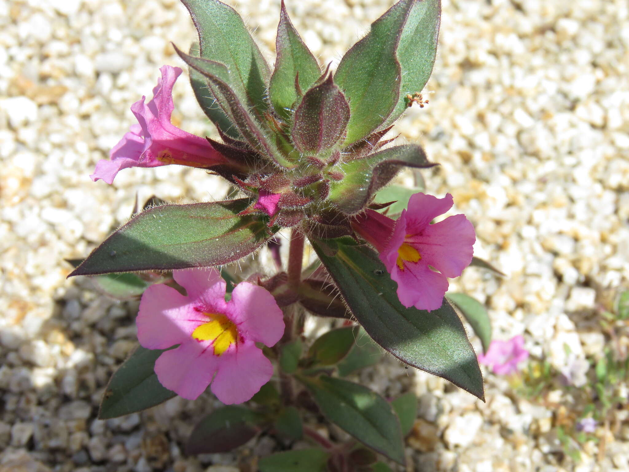 Image of Bigelow's monkeyflower