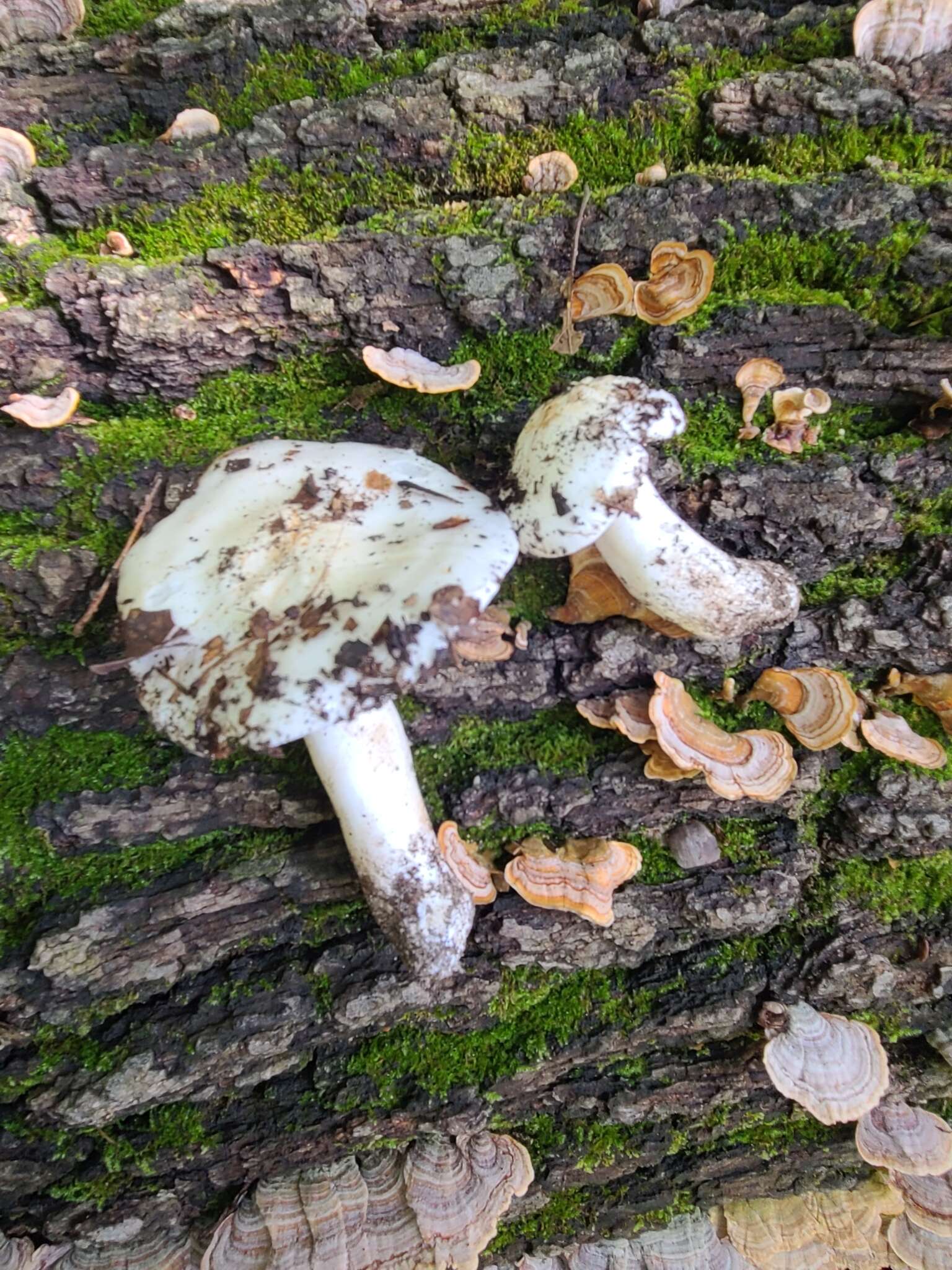 Image of Tricholoma subresplendens (Murrill) Murrill 1914