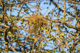 صورة Anaplectes rubriceps rubriceps (Sundevall 1850)