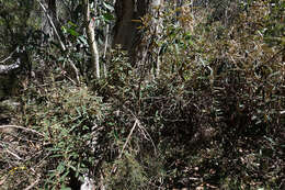 Image of Olearia alpicola (F. Müll.) F. Müll.