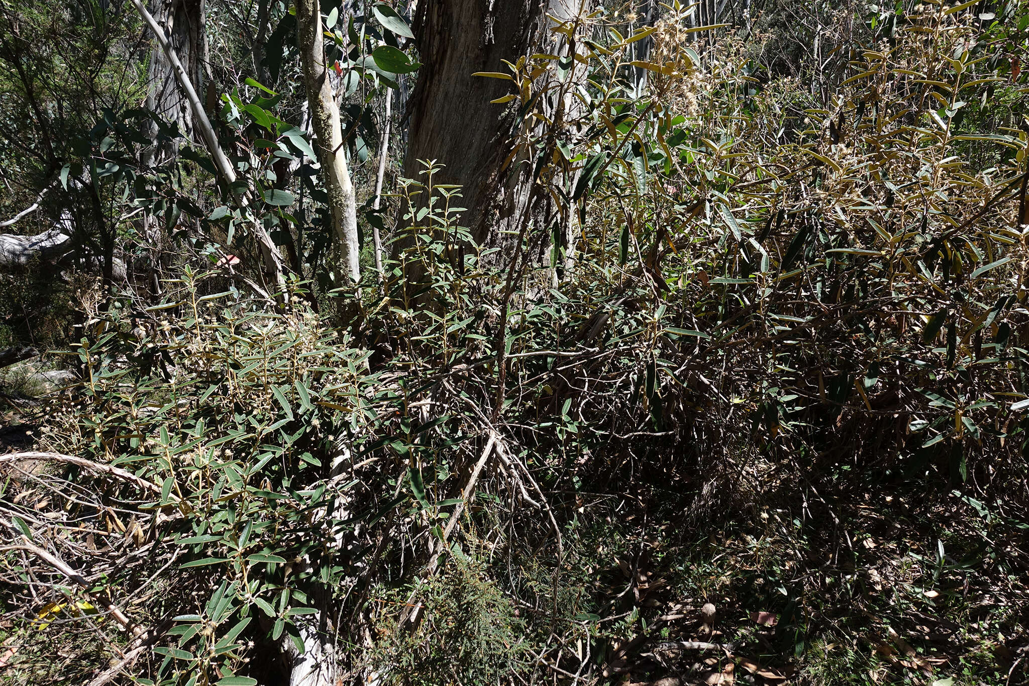 Image de Olearia alpicola (F. Müll.) F. Müll.