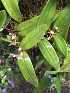 Image of Epidendrum exasperatum Rchb. fil.