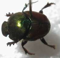 Image of Proagoderus sapphirinus (Fahraeus 1857)