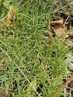 صورة Dianthus arenarius subsp. borussicus Vierh.