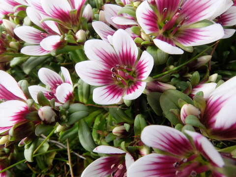 Image of Gentianella concinna (Hook. fil.) T. N. Ho & S. W. Liu