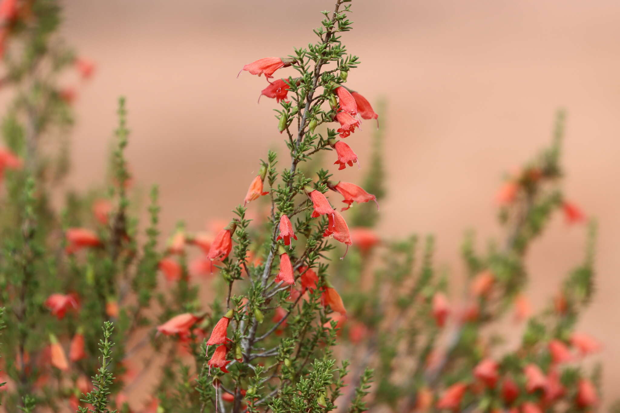 Image of Pixie-Caps