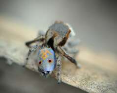 Image of Maratus vultus Otto & Hill 2016