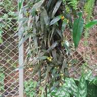 Image of Maxillaria pseudoneglecta J. T. Atwood