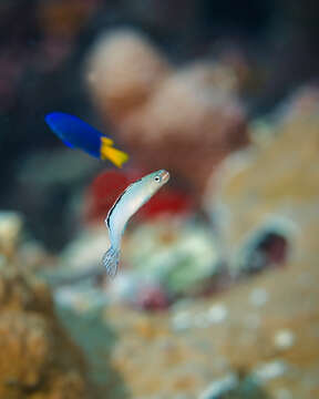 Image of Imposter Fangblenny
