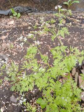 Image of garden chervil