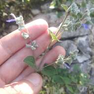 Salvia boegei Ramamoorthy resmi