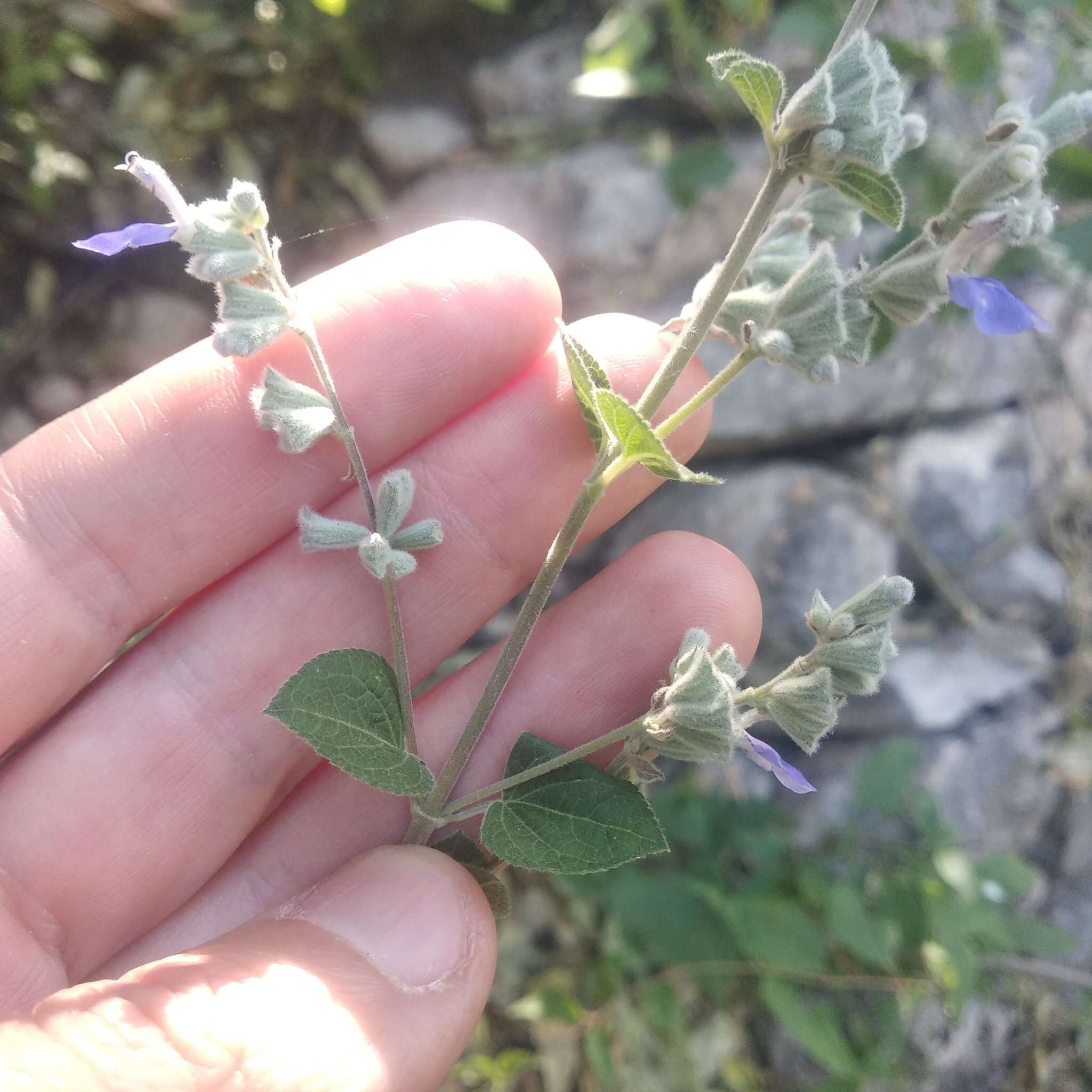 Image of Salvia boegei Ramamoorthy