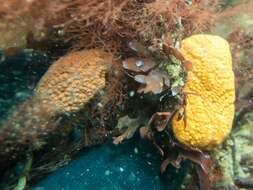 Image of Colonial tunicate