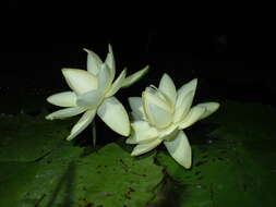 Imagem de Nymphaea rudgeana G. F. W. Mey.