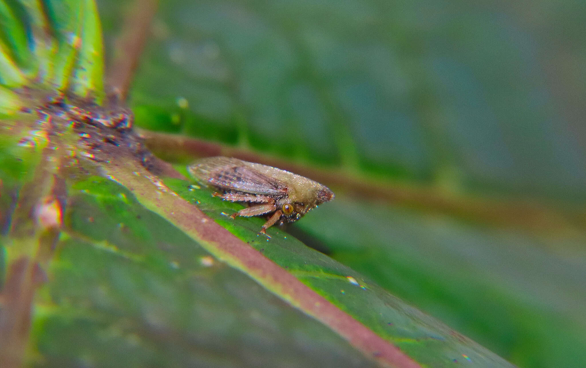 Imagem de Guayaquila pallescens Stål