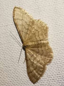 صورة Idaea dilutaria Hübner 1798