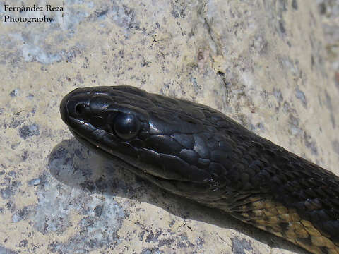 Image of Thamnophis validus celaeno (Cope 1861)