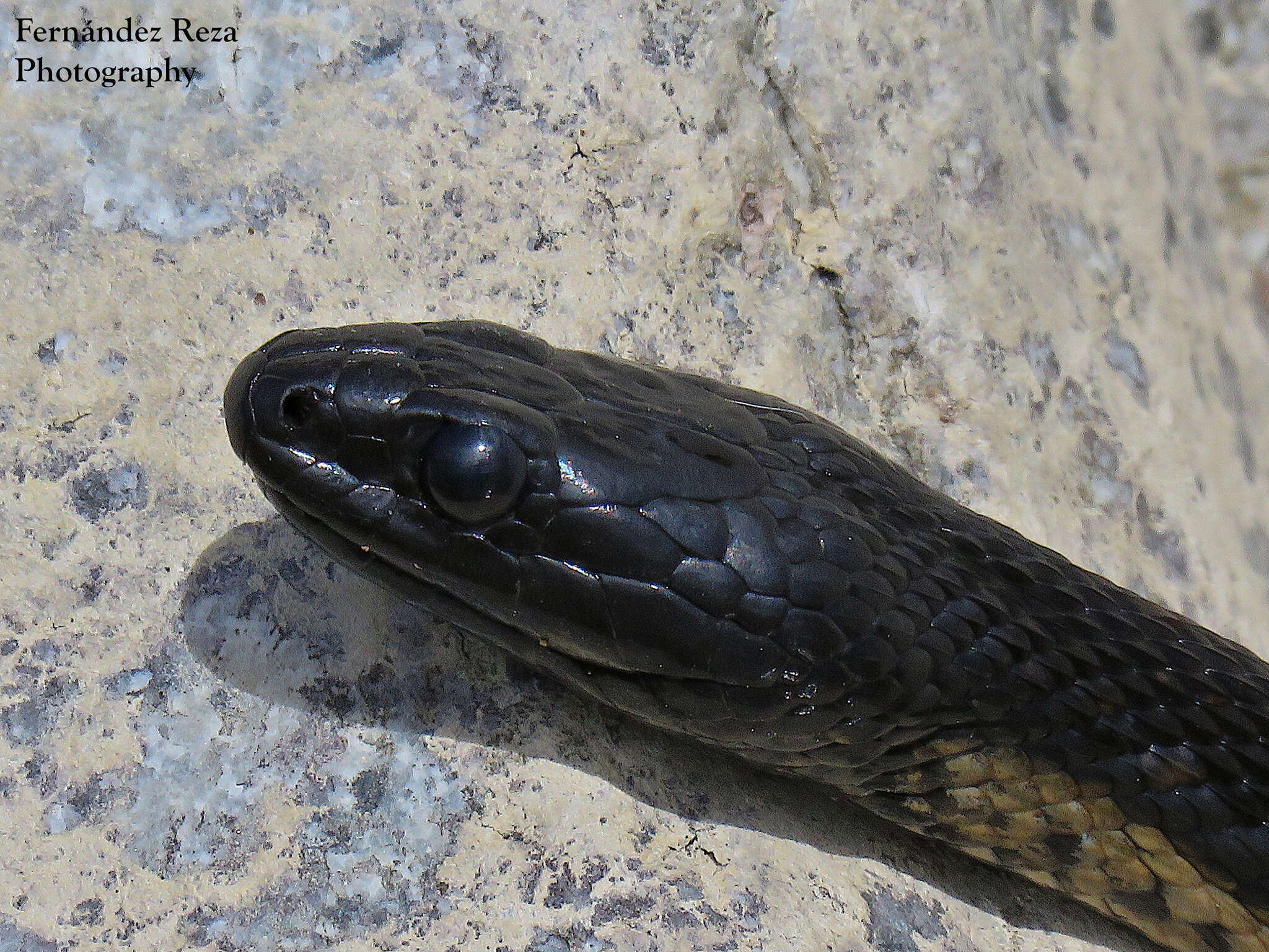 Image of Thamnophis validus celaeno (Cope 1861)