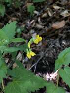 Imagem de Lathyrus hallersteinii Baumg.