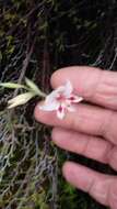 Plancia ëd Gladiolus nigromontanus Goldblatt