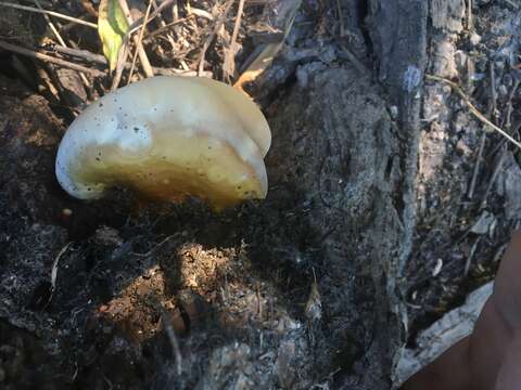 Ganoderma polychromum (Copel.) Murrill 1908的圖片