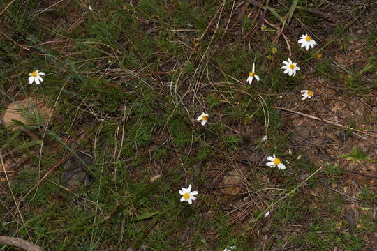 Imagem de Bidens pringlei Greenm.