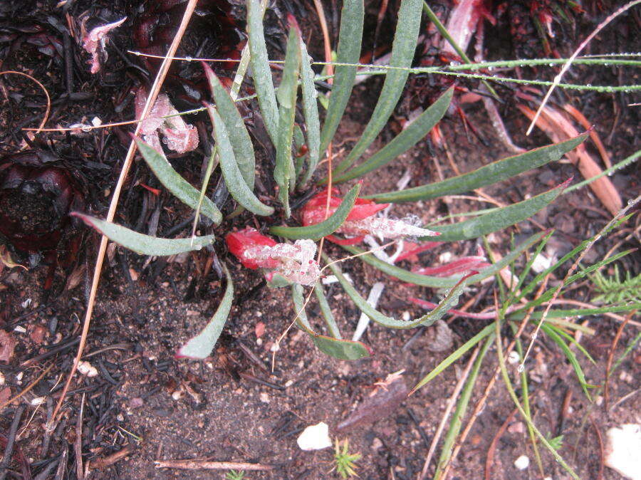 Image of Protea vogtsiae Rourke