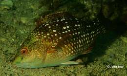 Image of Crimson banded wrasse