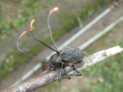 Image of Ophiocordyceps curculionum (Tul. & C. Tul.) G. H. Sung, J. M. Sung, Hywel-Jones & Spatafora 2007