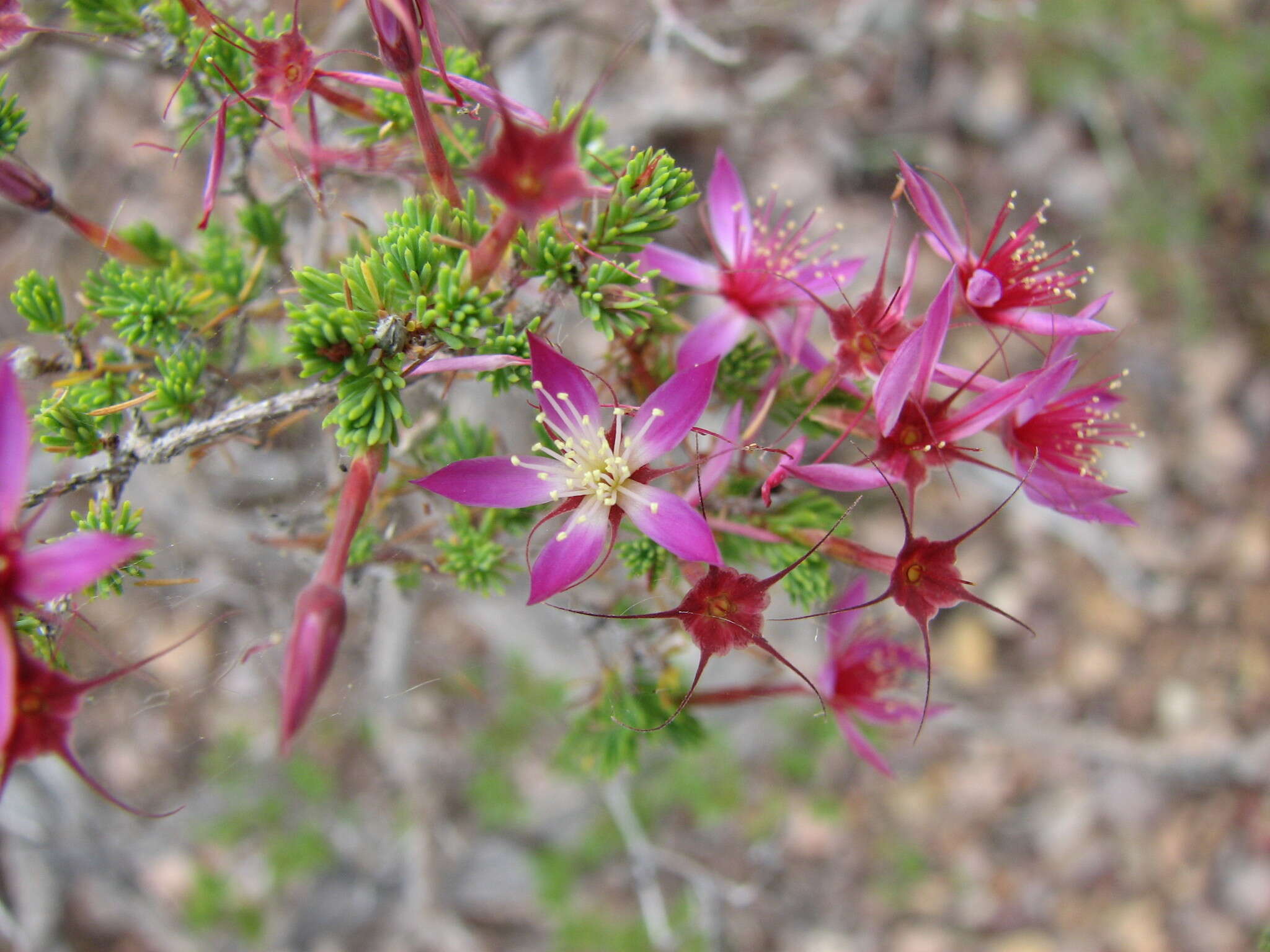 Sivun Calytrix leptophylla Benth. kuva