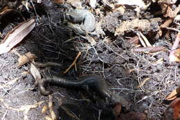 Image of Inyo Mountains Salamander