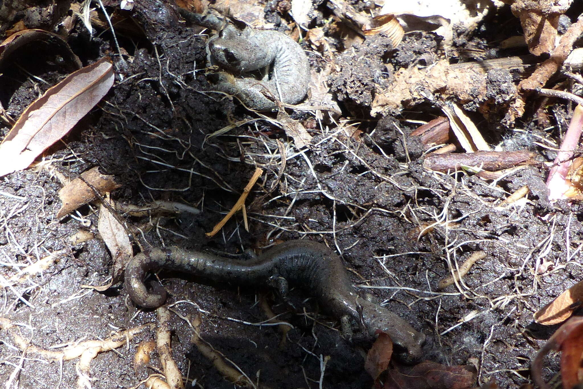 Image of Inyo Mountains Salamander