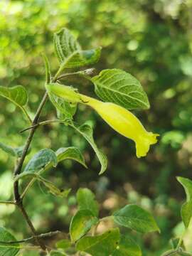 Image of Ruellia cedilloi T. P. Ramamoorthy